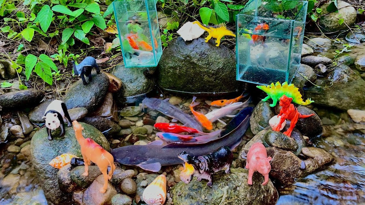 Wow!!! Catching Ornamental Fish In Small Pond, Butterfly Fish, Goldfish, Koi Fish, Shrimp