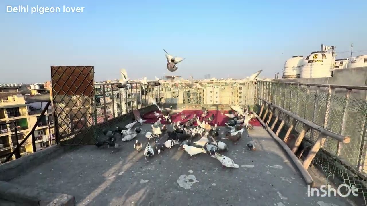 Zabardast laddaiya Shahalam bhai ka shok. 8 kabutar new mila diye delhi pigeon lover