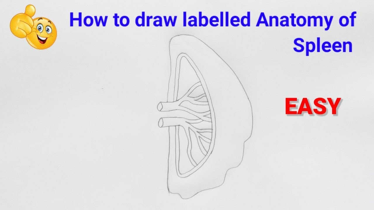 how to draw anatomy of spleen step by step for beginners