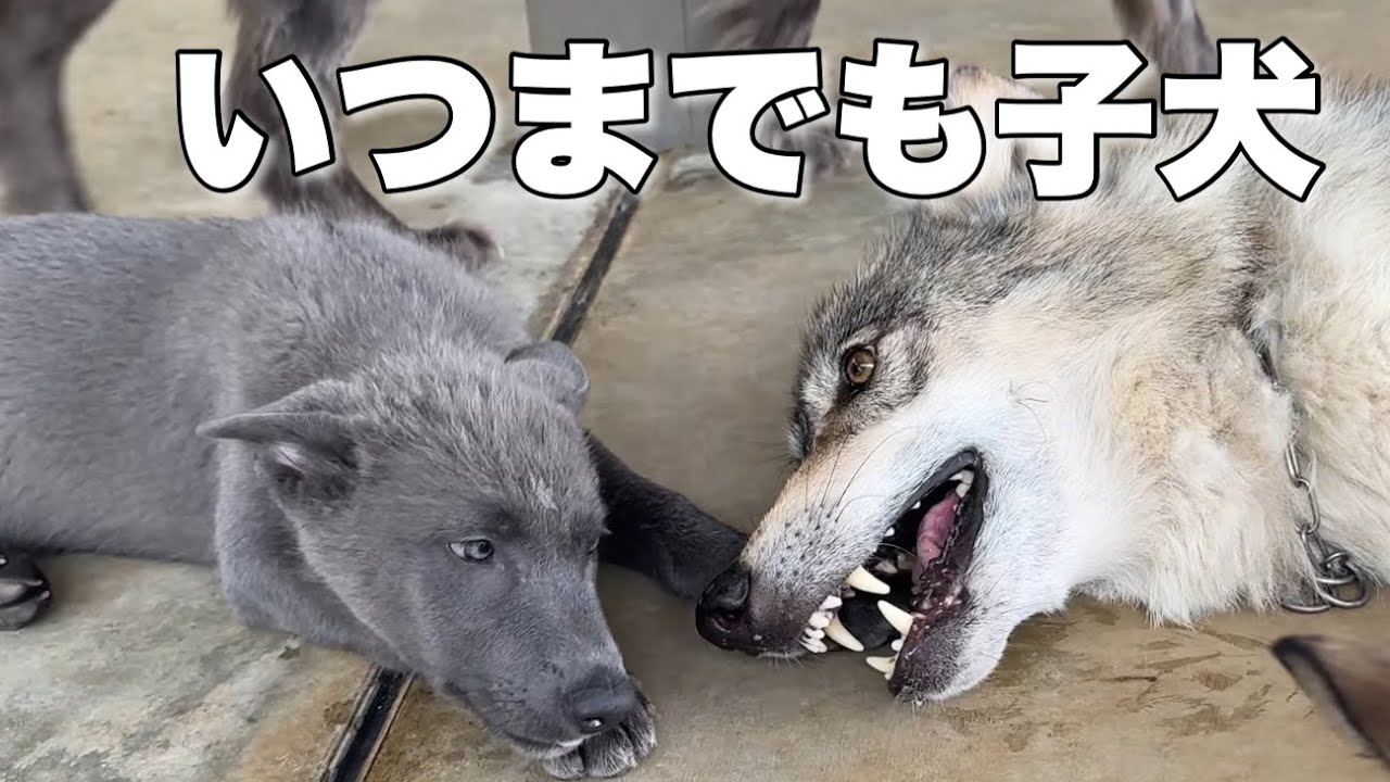 いつまでも甘えん坊な姿が尊い【ノーブルシェパード】