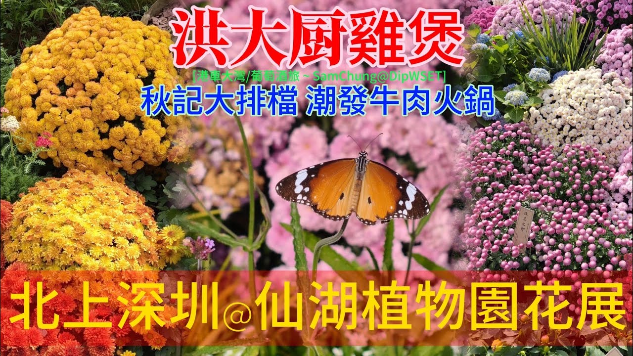 [北上深圳。仙湖花展·雞煲] 洪大厨雞煲·潮發牛肉火鍋 秋記大排檔 [#港車大灣 S25083］