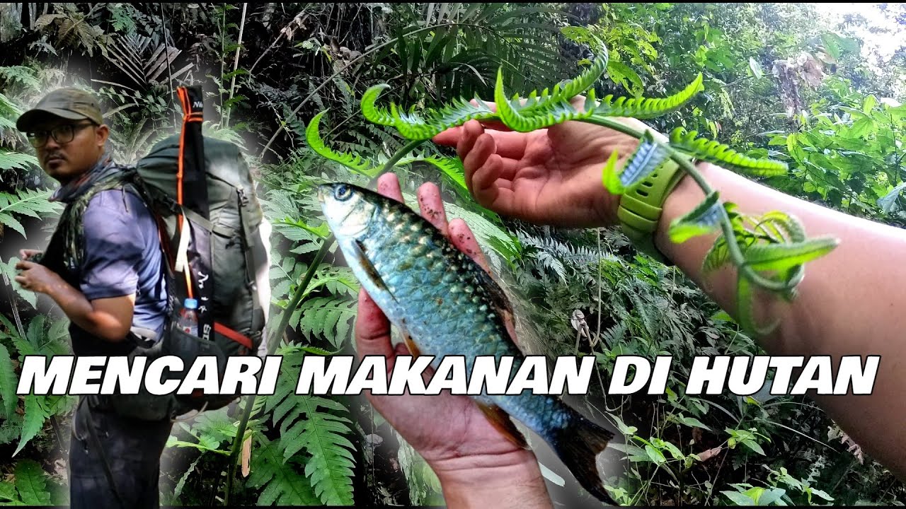 24 Jam Hidup Di Hutan | Bamboo Bushcraft Cooking | Wild Camping Malaysia | MONORAL Japan