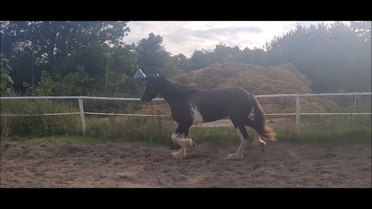 Ostsee Shires / Schumanns Josie / Shire Horse Zuchtstute - Breeding mare