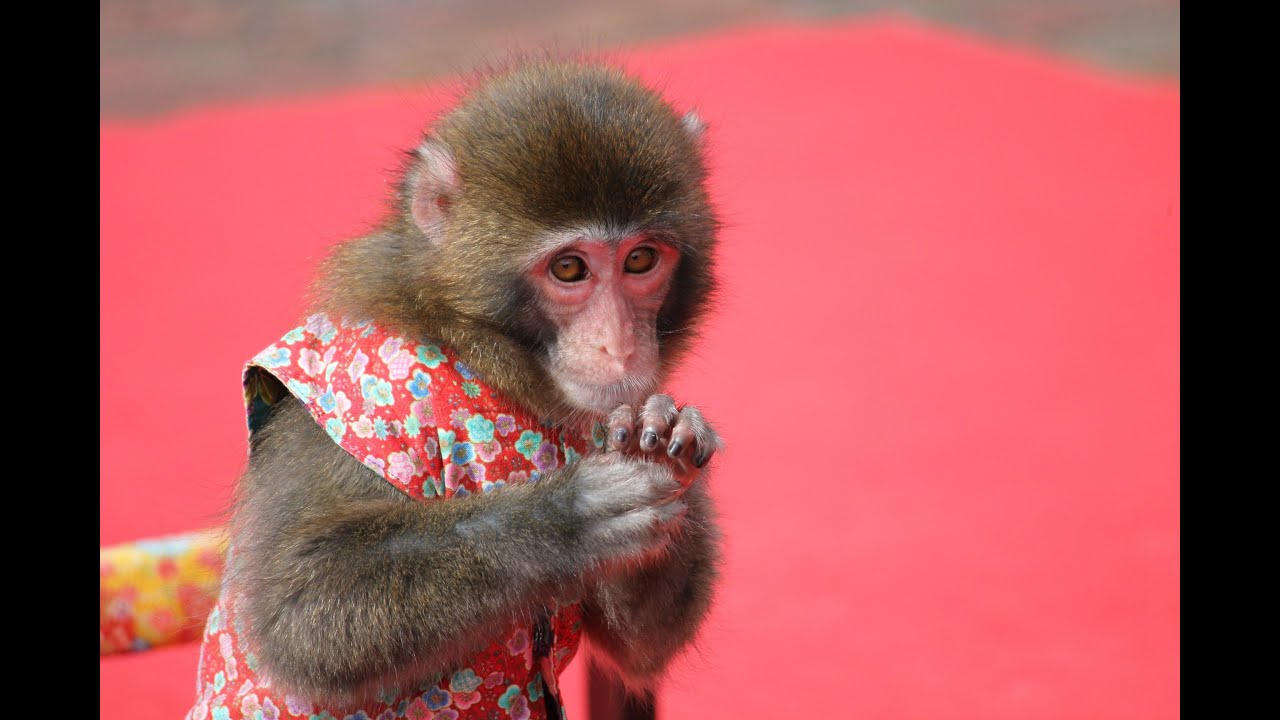 まい🐵ちゃんが、可愛いクシャミをします😍　二助企画
