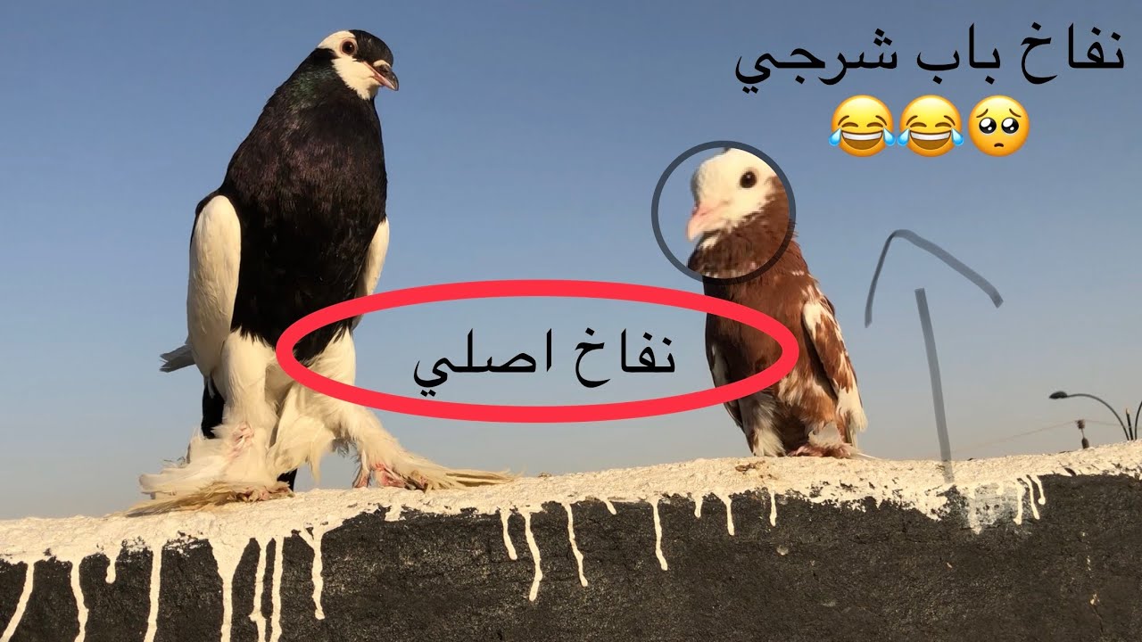 جبنه  طير جديد ويفر 😊 VS نفاخ اصلي ويفر ضرب نفاخ