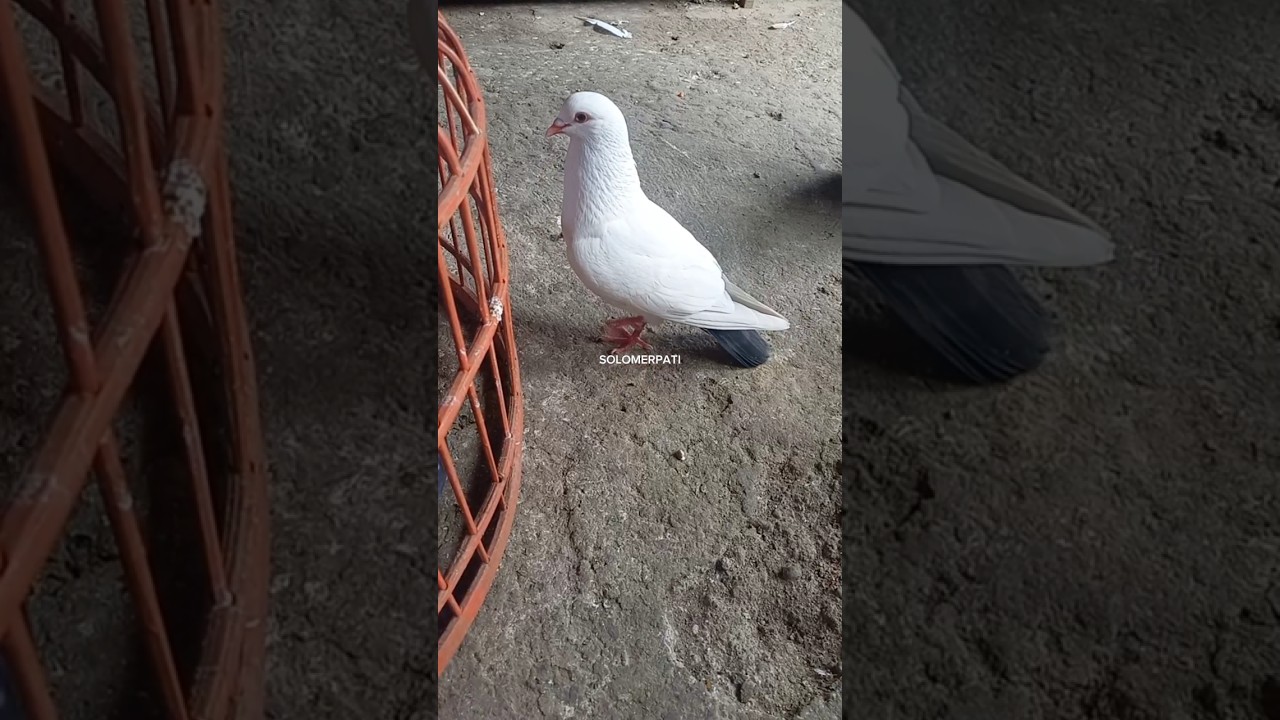 Merpati pasar warna putih ekor hitam #merpatikolongbebas
