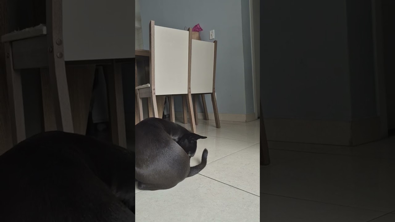#ourlittlechaos #catmoment #dogbehavior #quietattention #slowcontent