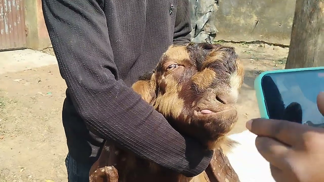 Khassi collection 2026 At Dr Agro #goat #goatfarming #dhanbad #goatfarmingbusiness #dragrogoatfarm