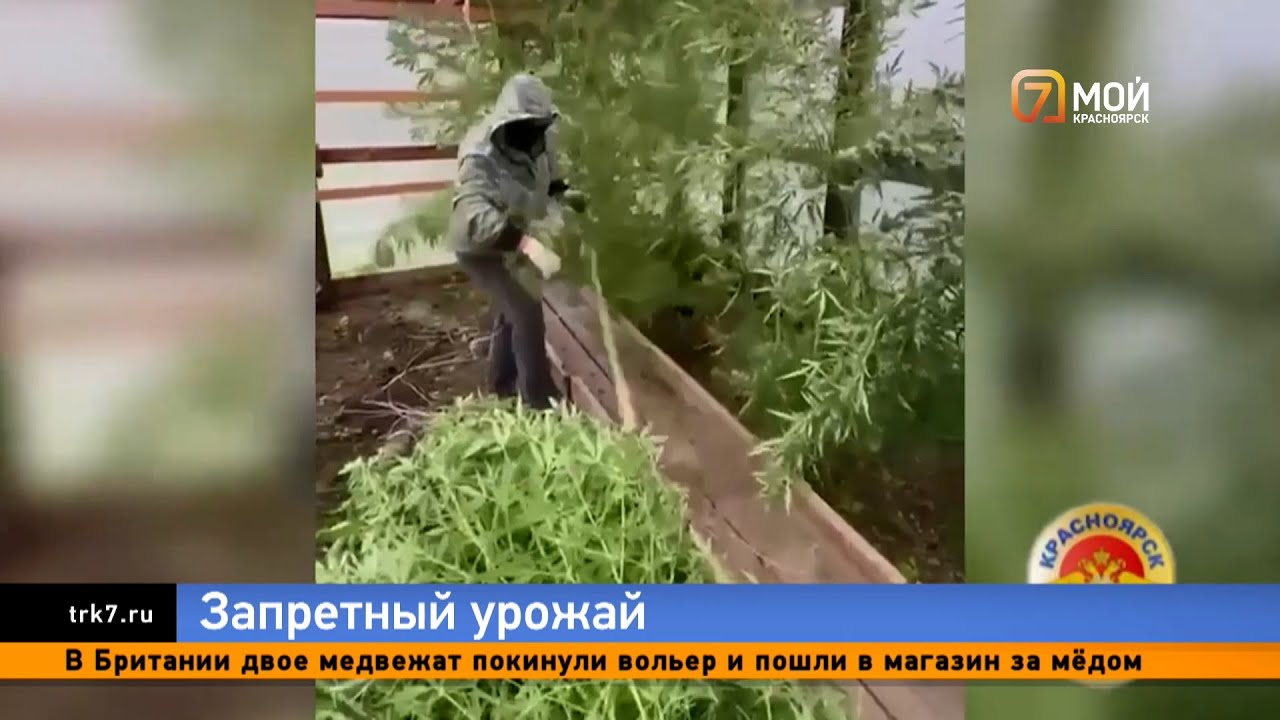 Дивногорский &laquo;дачник&raquo; завел теплицы для криминального урожая марихуаны