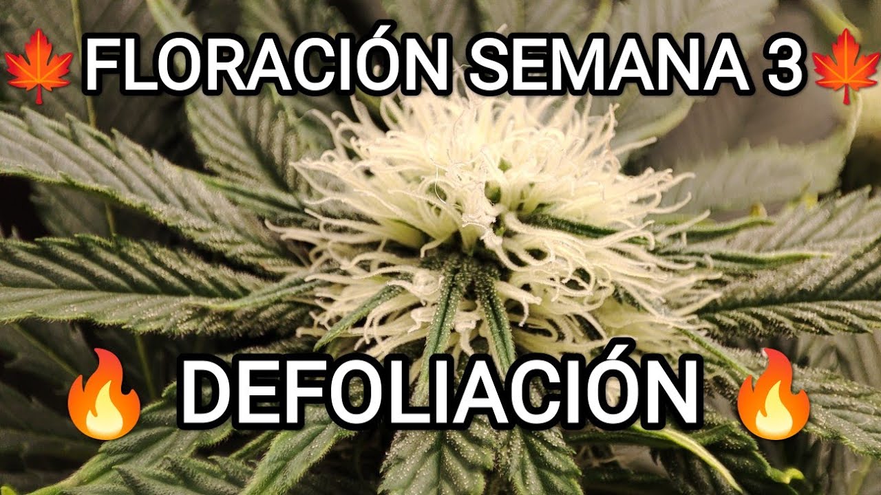 🍁 FLORACI&Oacute;N SEMANA 3 - DEFOLIACI&Oacute;N 🍁 Seguimiento Cultivo Indoor Cannabis 🌱