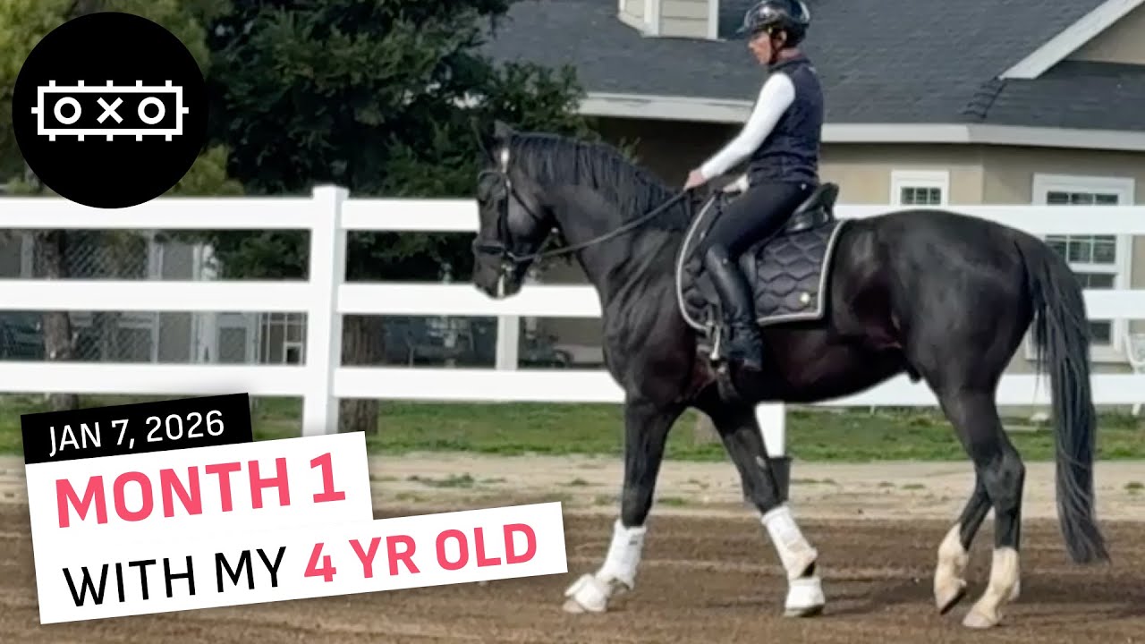 Remington, 4 year old KWPN dressage prospect. Working on rhythm and relaxation. 1-7-2025
