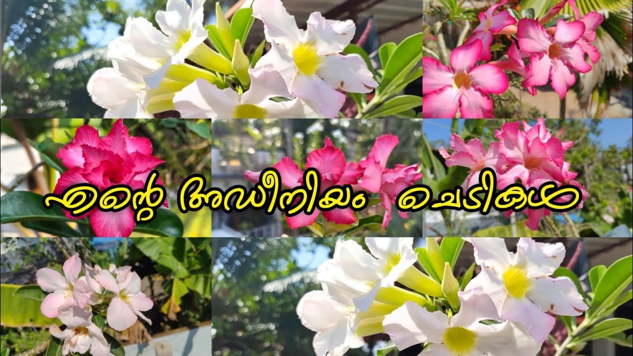 എൻ്റെ അഡീനിയം ചെടികൾ ❤️🌸