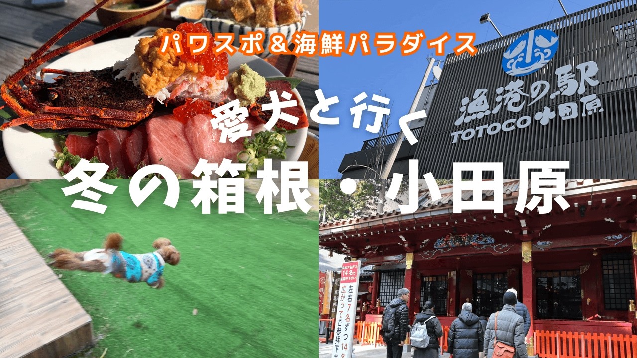 🐾【犬連れ箱根・小田原旅2日目】モリトソラ箱根の朝｜箱根神社参拝＆TOTOCO小田原で豪華海鮮丼