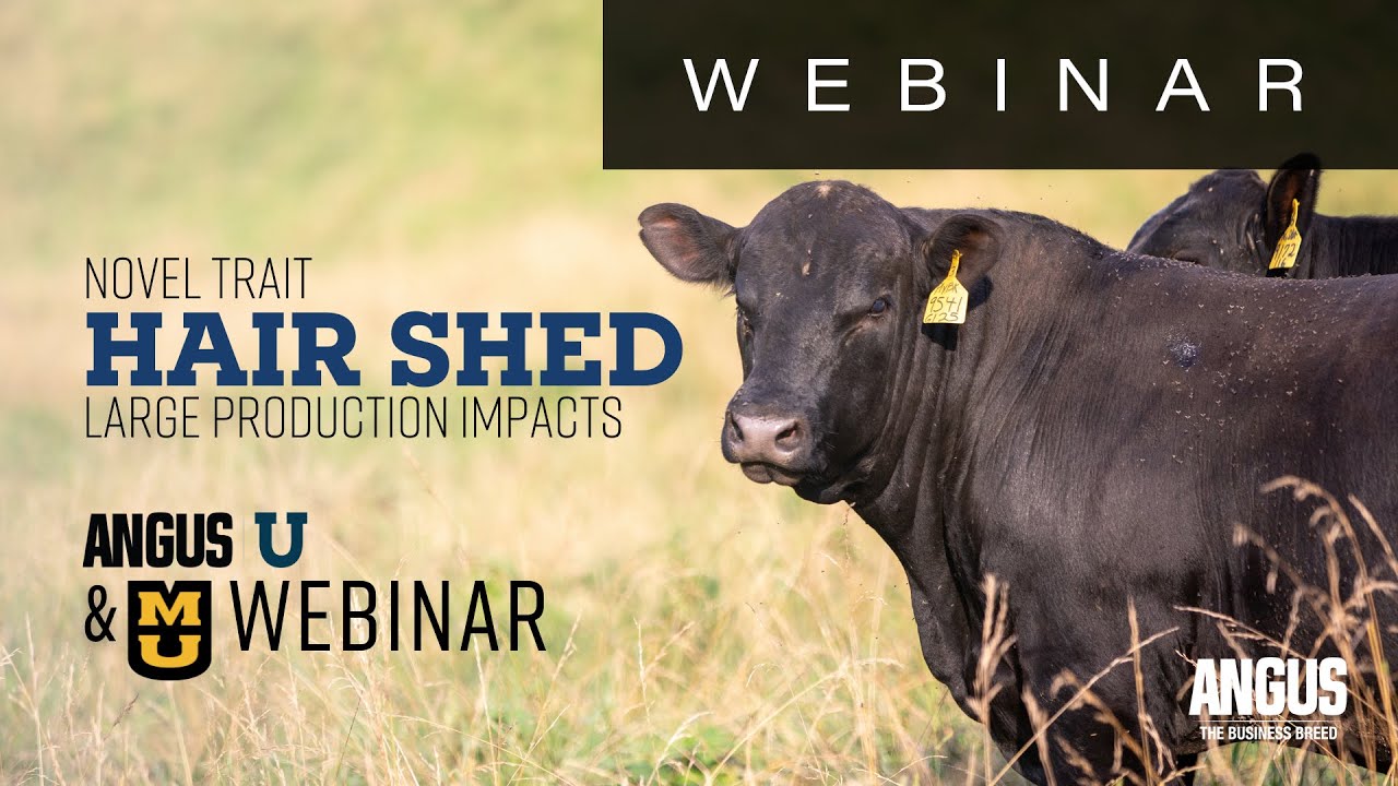 Hair Shed | WEBINAR - May, 28, 2024