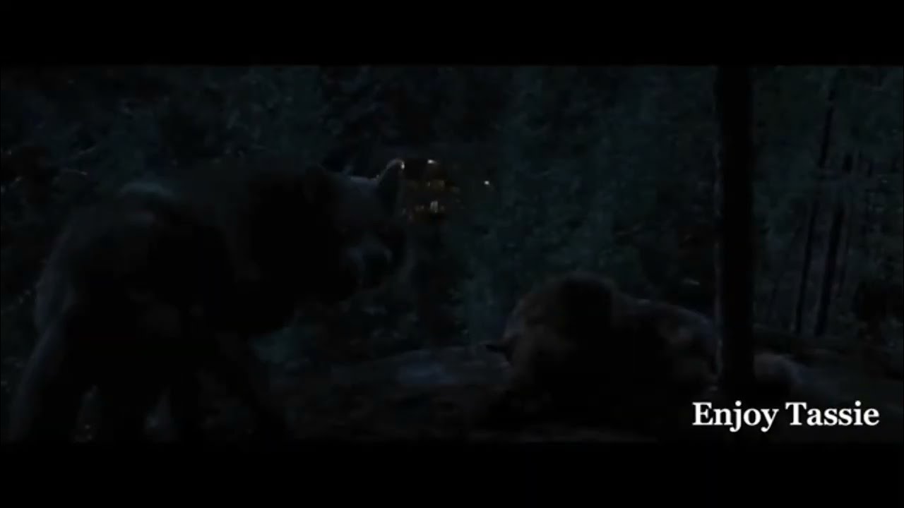 Twilight Wolves vs Bella ~ it’s goin down