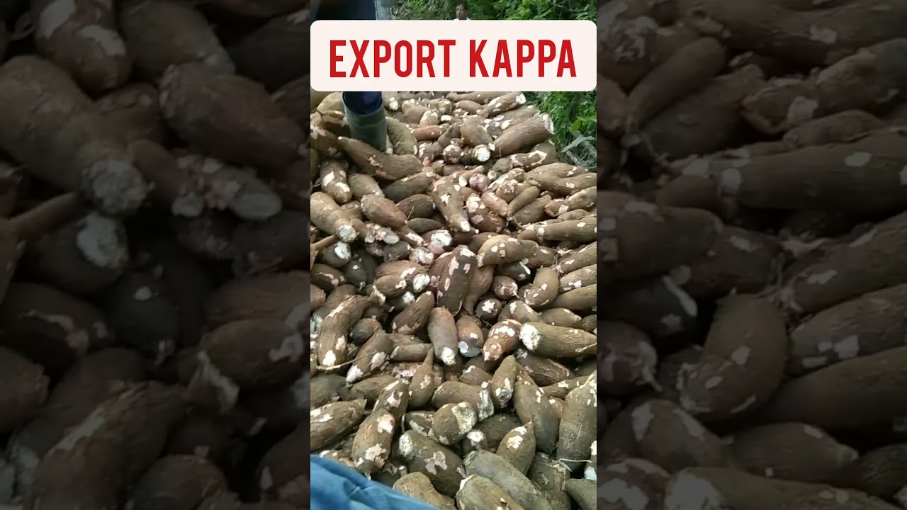 Export tapioca direct farm