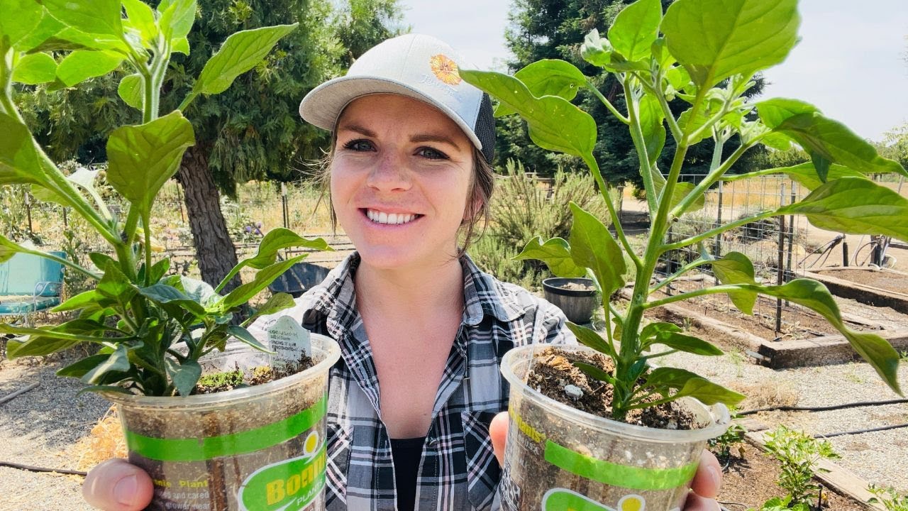 5 Pepper Growing Tips for Hot Weather (Zone 9 and Above)