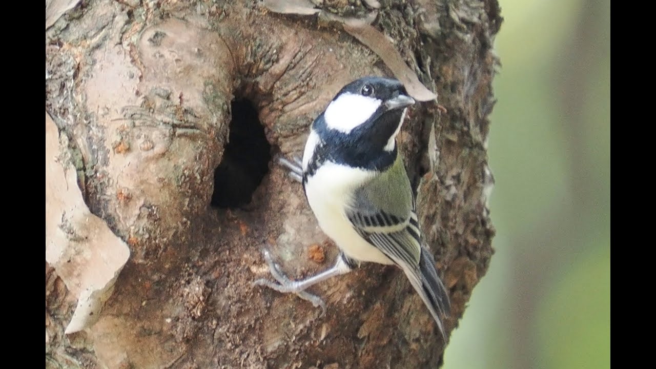 JapaneseTit シジュウカラ