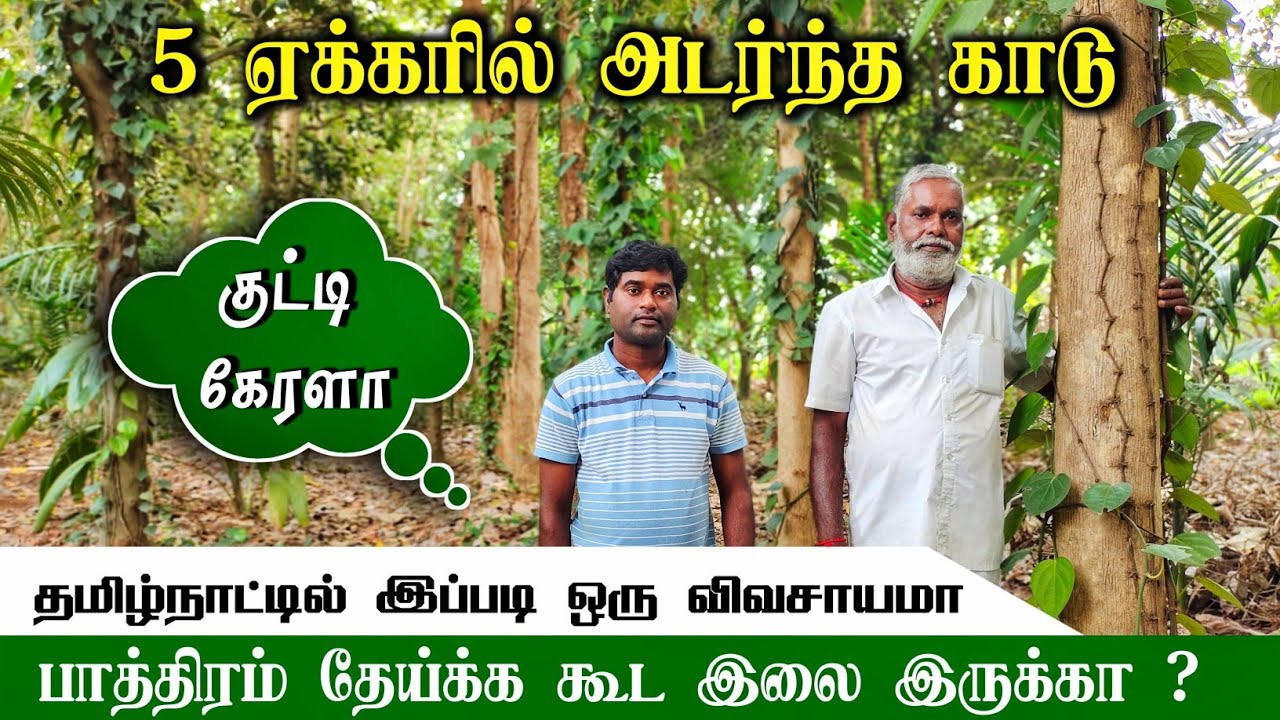 🌳15 வருடமாய் தனிமனிதன் உருவாக்கிய காடு! உழவில்லா விவசாயம்! பழ மரங்கள், மூலிகை செடிகள், நறுமணசெடிகள்.