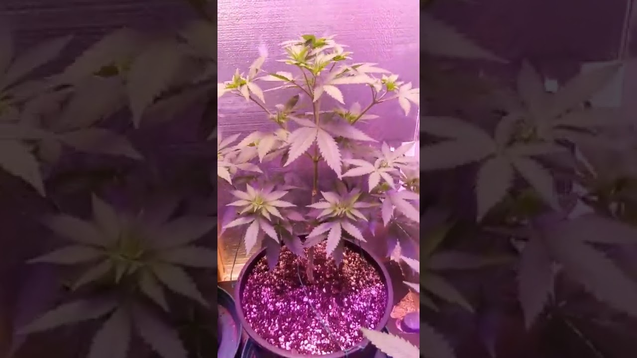 45 day veg I love to grow marijuana green crack/green cush 65/35 sativa dominate