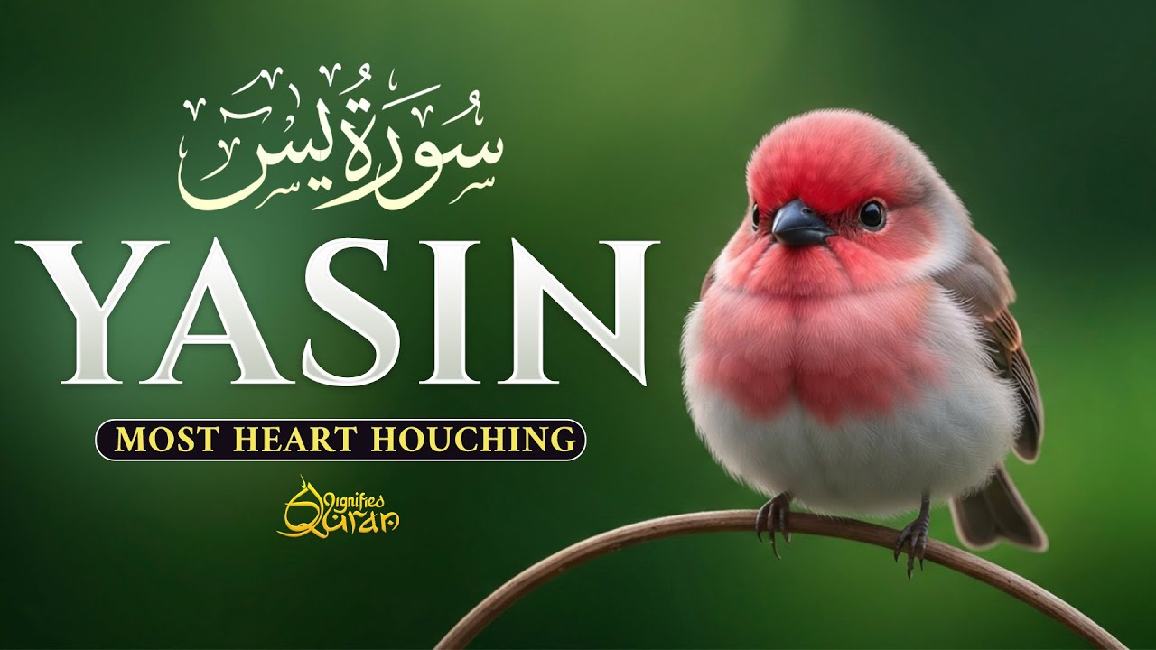 Surah Yaseen سورة يس | Ultimate Relaxing Quran for Sleep & Serenity | Dignified Quran #quran #lofi