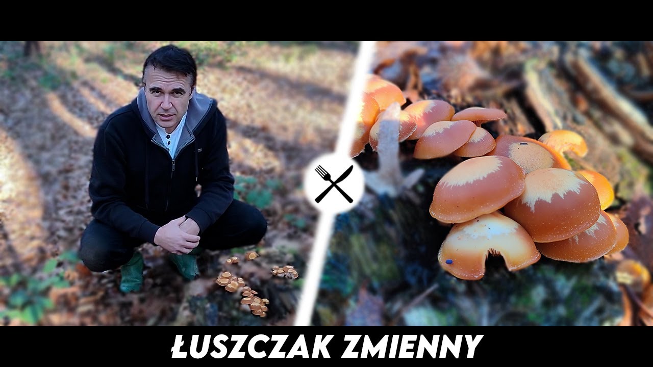 Łuszczak Zmienny - Jeden z najsmaczniejszych grzybów w lesie!