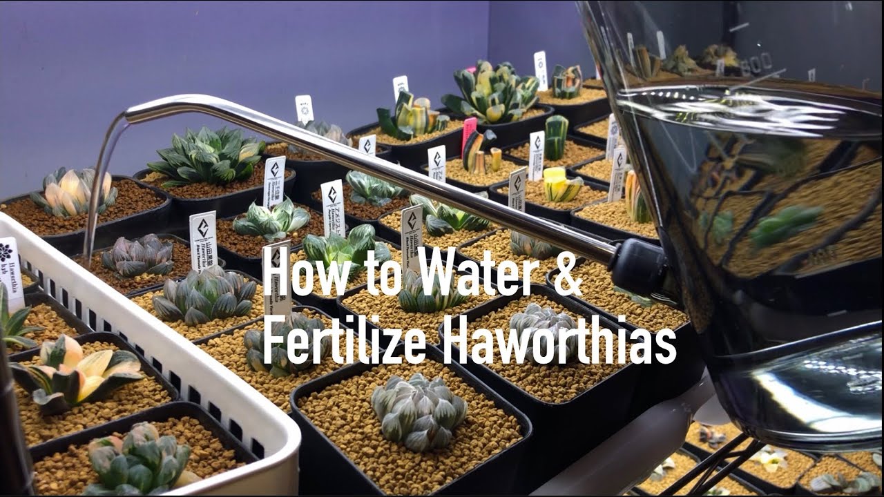 How to Water & Fertilize Haworthias