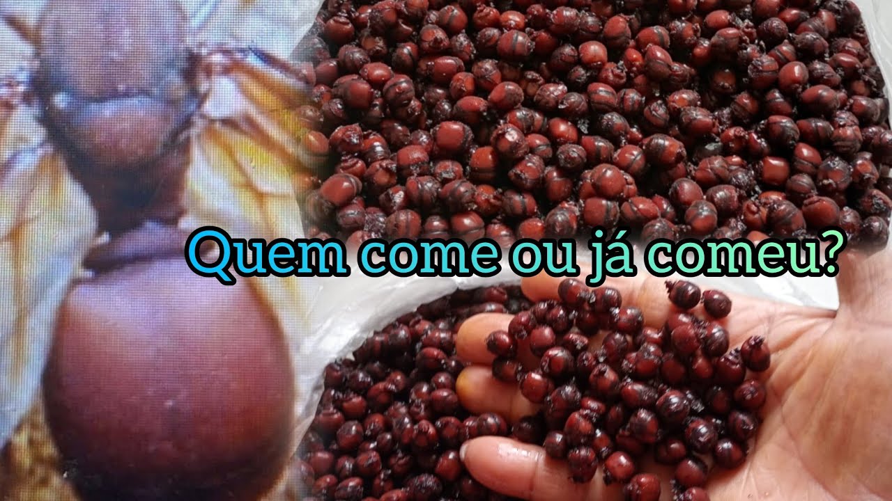 TANAJURAS IGUARIA NORDESTINA-RICA EM PROTEINAS 