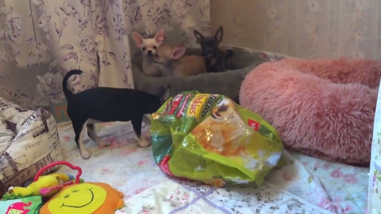 Чихуахуа  щенки 3 месяца