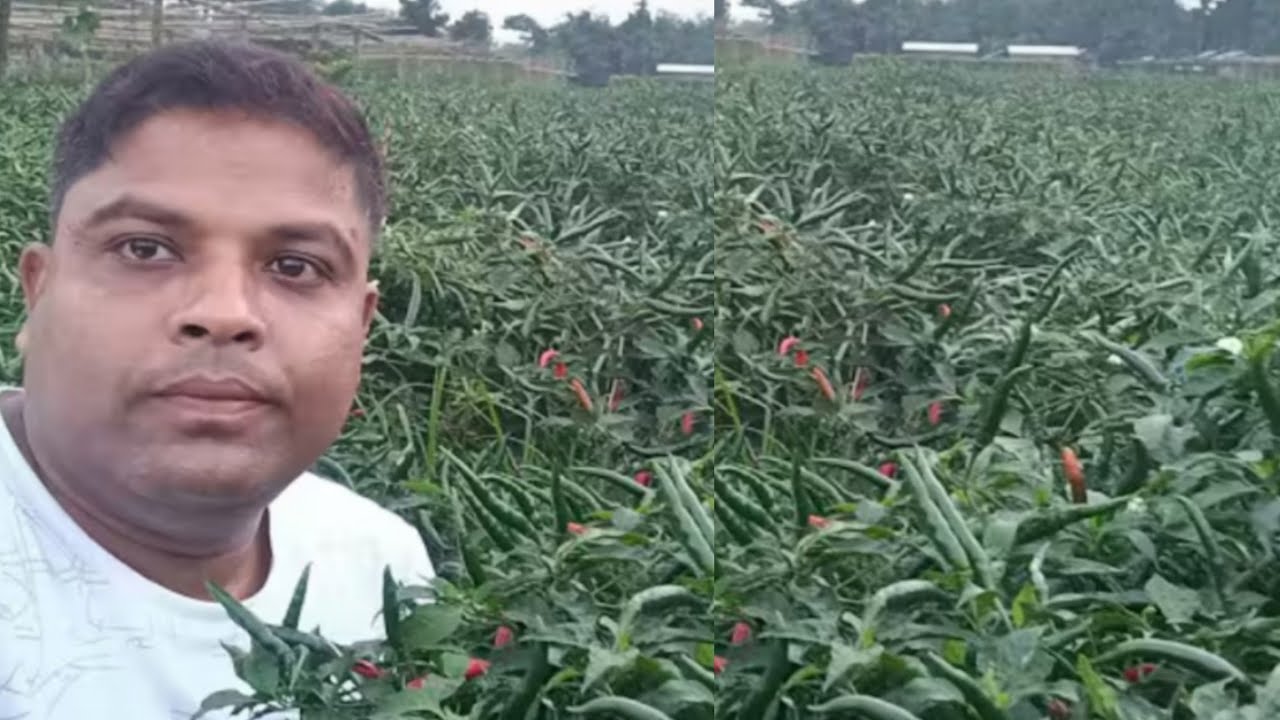  জলকীয়া খেতি। খেতিত সময়ৰ খাদ্য সময়ত দিলে লাভাম্বিত হ'বই হব। 