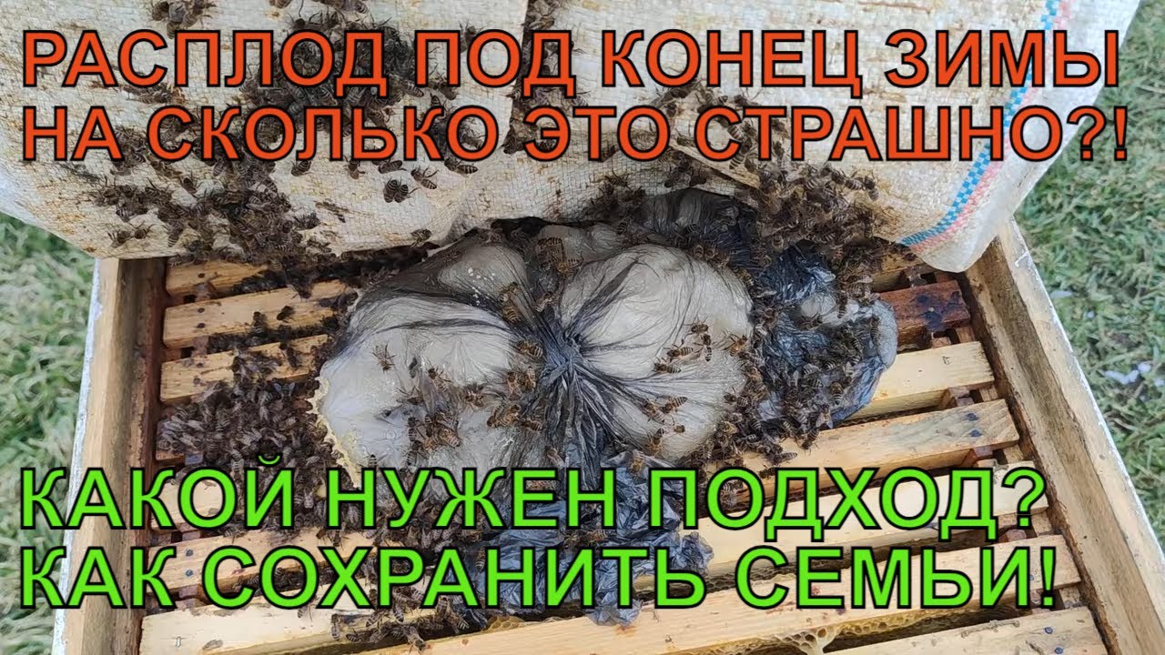 РАСПЛОД ЗИМОЙ страшно или нет дозимуют ли пчелиные семьи ☝️🐝🐝