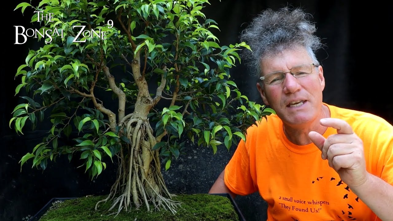 Working on My Fusion Ficus, The Bonsai Zone, June 2022
