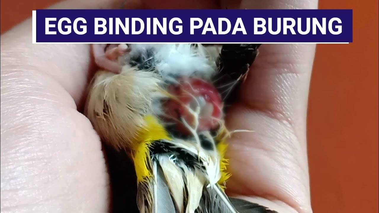 Egg Binding pada burung kenari & finch