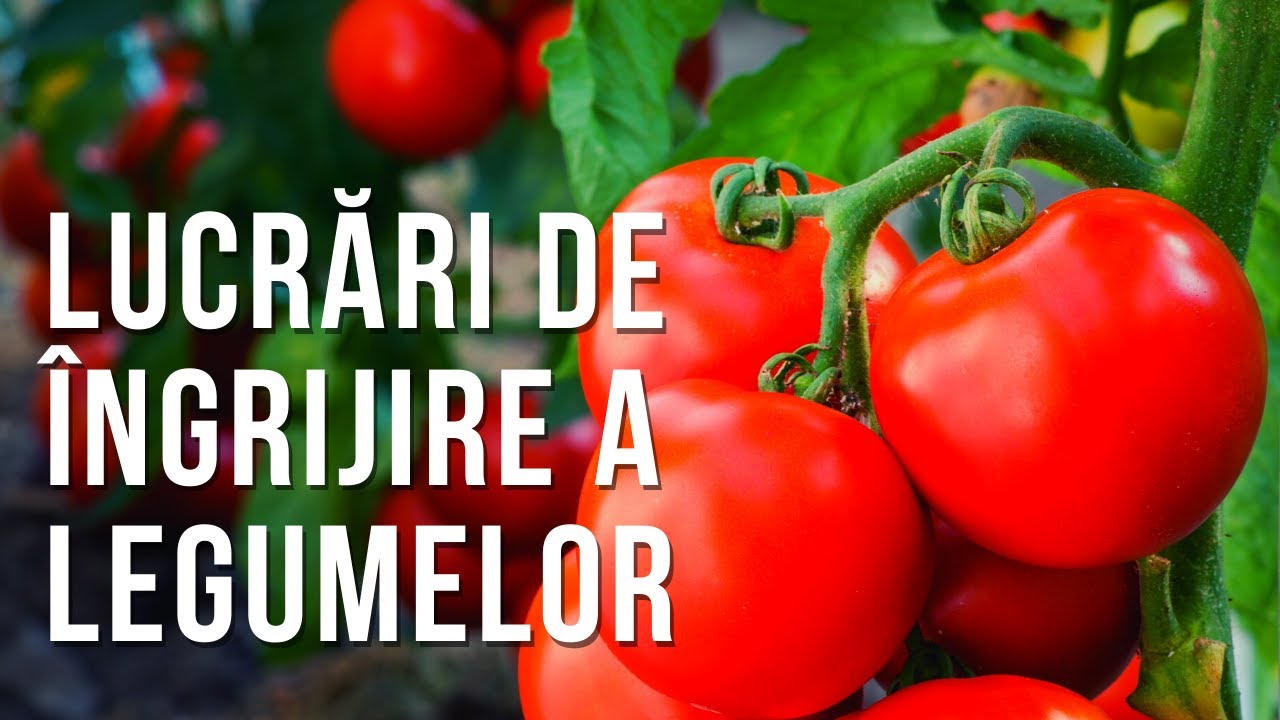 Lucrari speciale de ingrijire la CASTRAVETI, ROSII - Ciupitul, carnitul, copilitul si palisarea