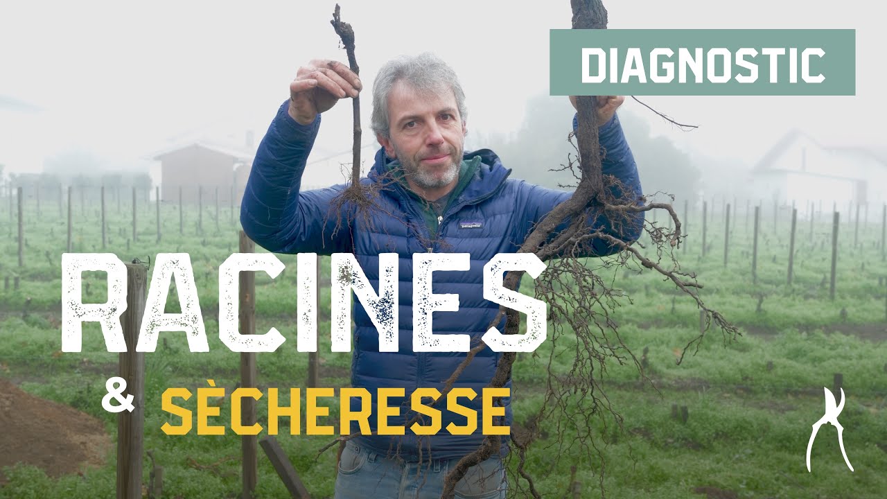 Comment la vigne résiste à la sécheresse ?