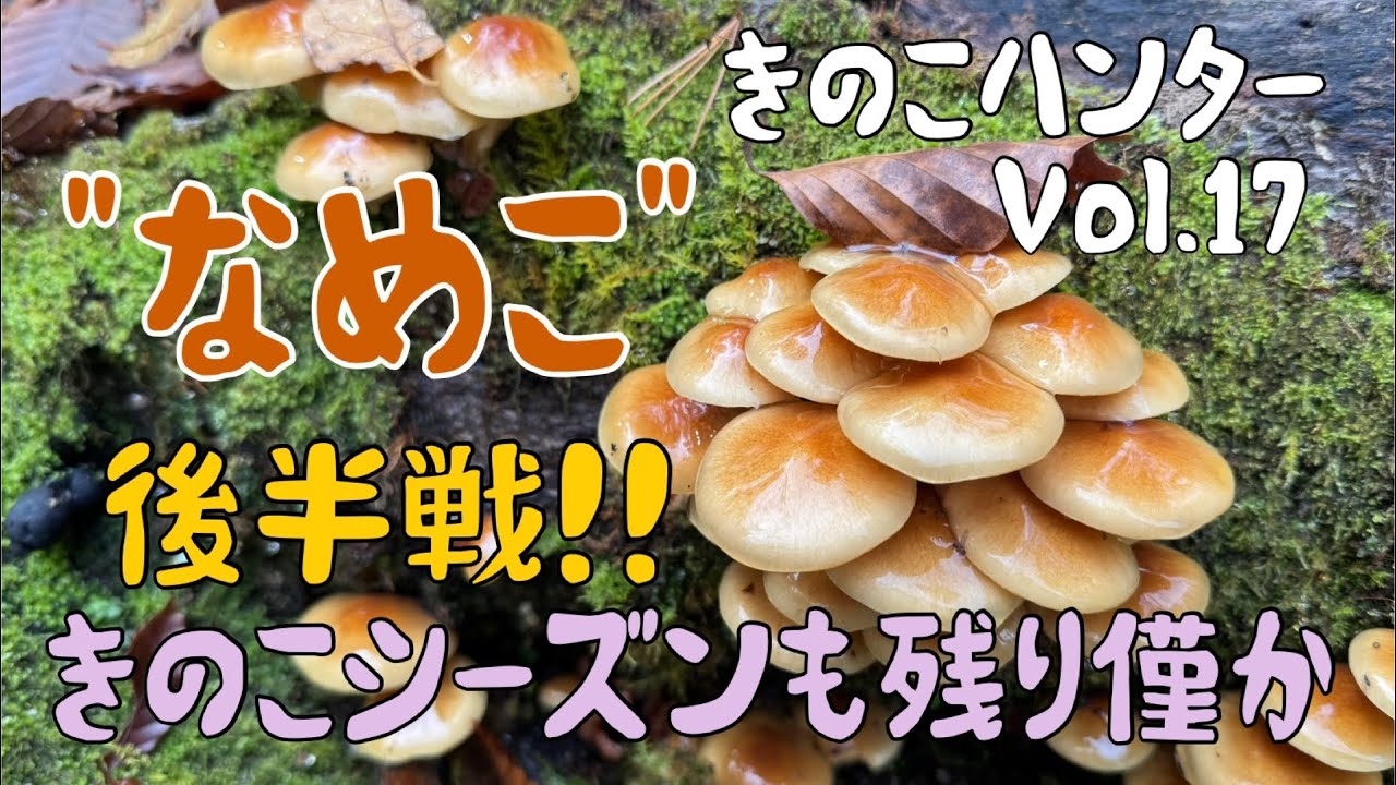 きのこハンターVol.17 なめこも後半戦！！〜きのこシーズンも残り僅か〜