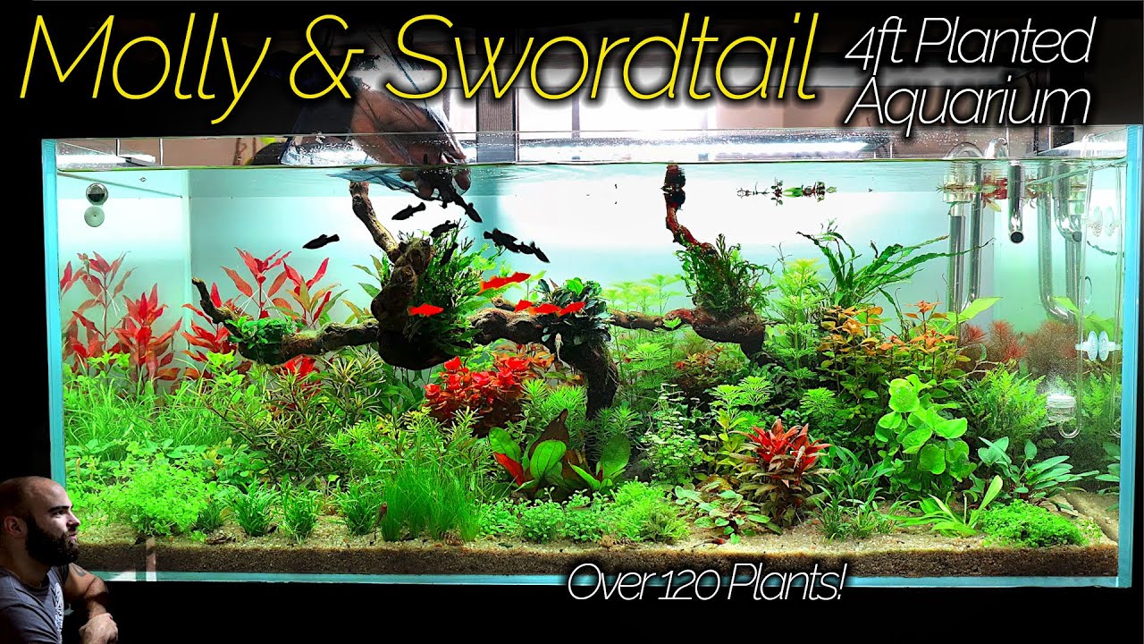 BLACK MOLLY & ORANGE SWORDTAIL Aquarium: Over 120 Plants IN ONE TANK!! (Aquascape Tutorial)