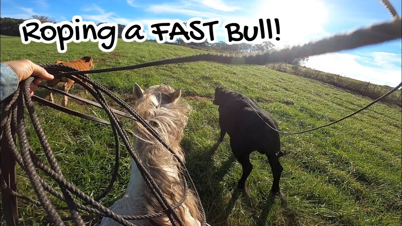 Cow Catching