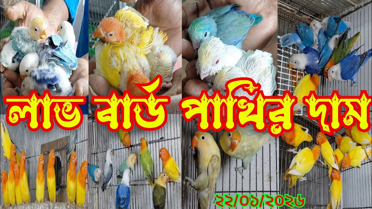   লাভ বার্ড পাখির দাম কত ২০২৬ || লাভ বার্ড পাখির খামার || lovebird pakhi || Lovebird pakhi dam 