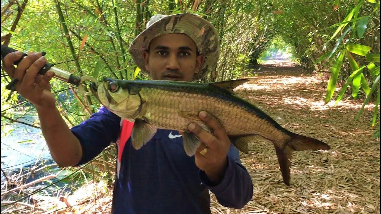 Tarpon and Snook fishing - Suriname