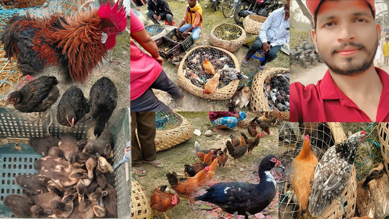 Today what I have seen in the pet market 😱🪿 আজকে হাটে গিয়ে কি কি পশু প্রাণী দেখলাম🥰 #petmarket 
