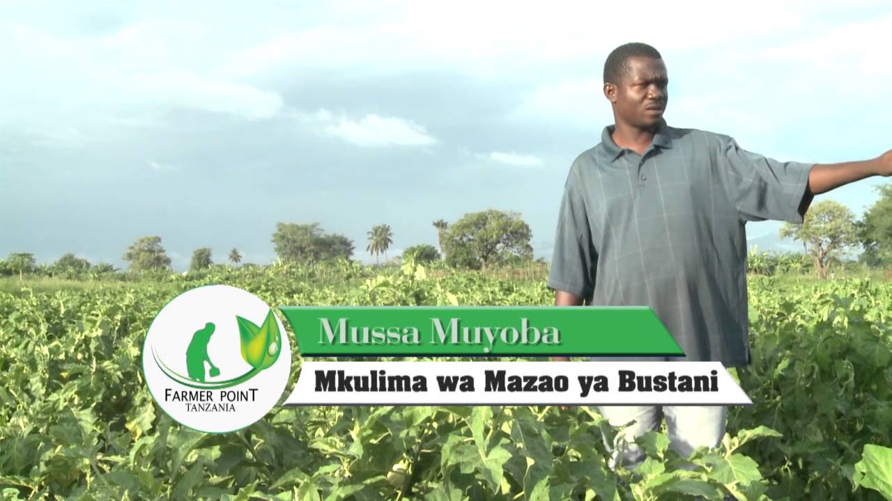FARMER POINT TANZANIA DUMILA MOROGORO  YOUTUBE PROGRAM