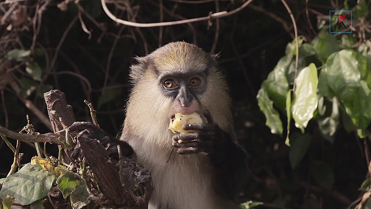 Les singes sacrés de la forêt sacrée de Gbepleu, région de Man à l'ouest de la cote d'ivoire
