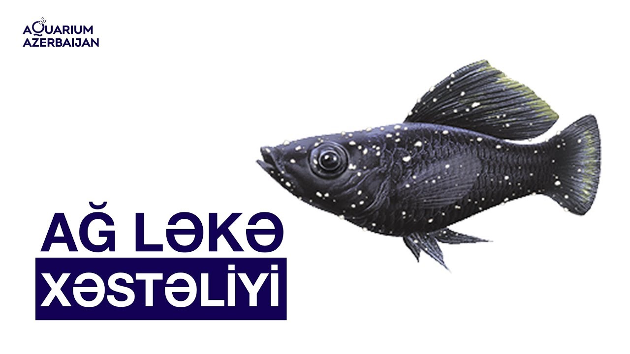 Balıqlarda ağ ləkə xəstəliyi və onun müalicəsi. Beyaz benek hastalığı.
