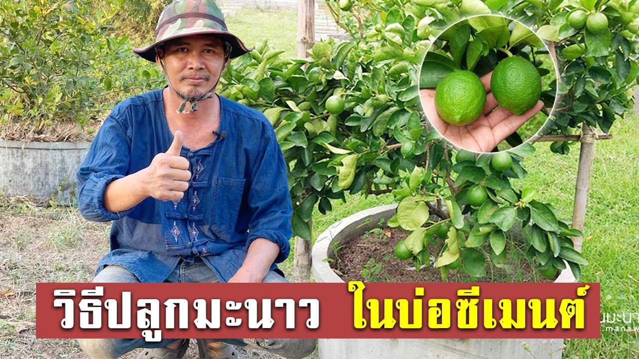 ปลูกมะนาวในบ่อซีเมนต์ ให้ออกผลเร็ว