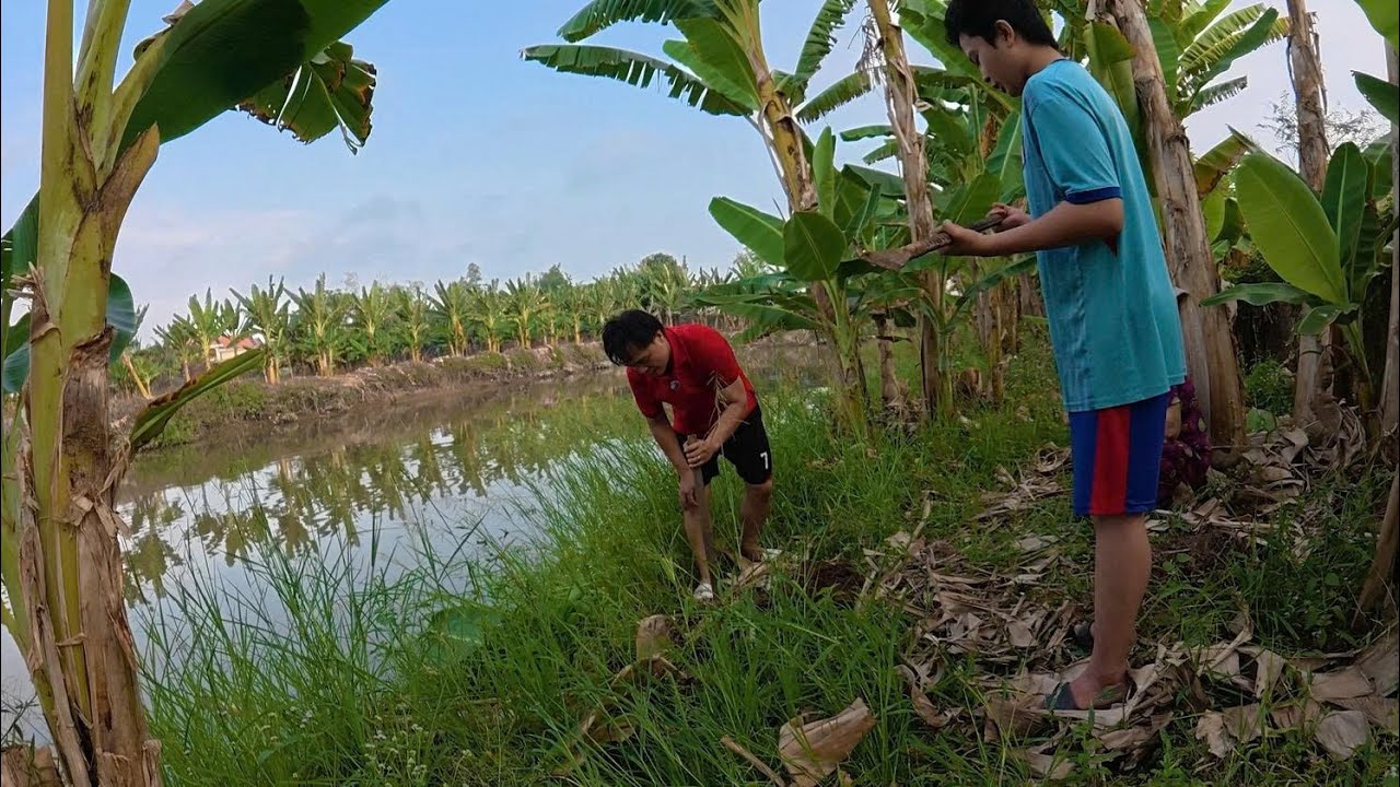 Vườn Chuối Của Ba