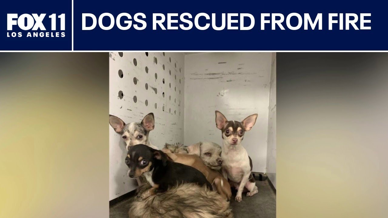LIVE: Dozens of dogs rescued from house fire