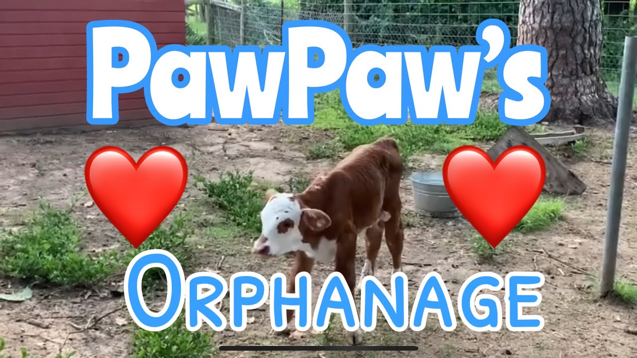 Pawpaws orphanage