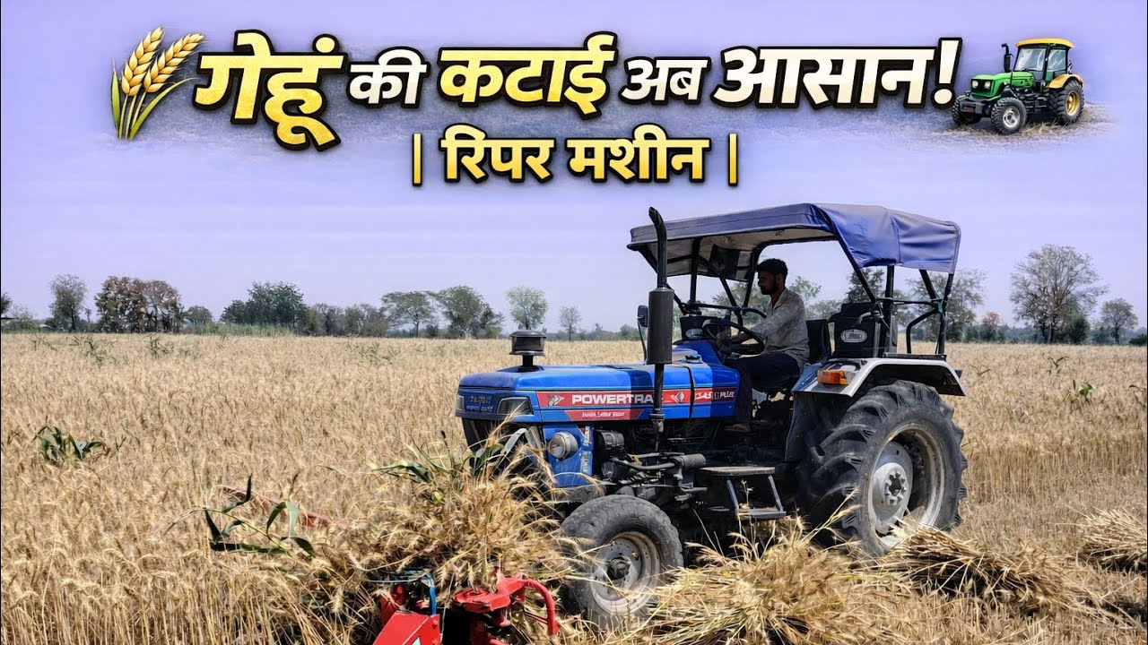 🌾 गेहूं की कटाई और  बंधाई अब आसान //🚜 ट्रेक्टर बाले रिपर मशीन से ||