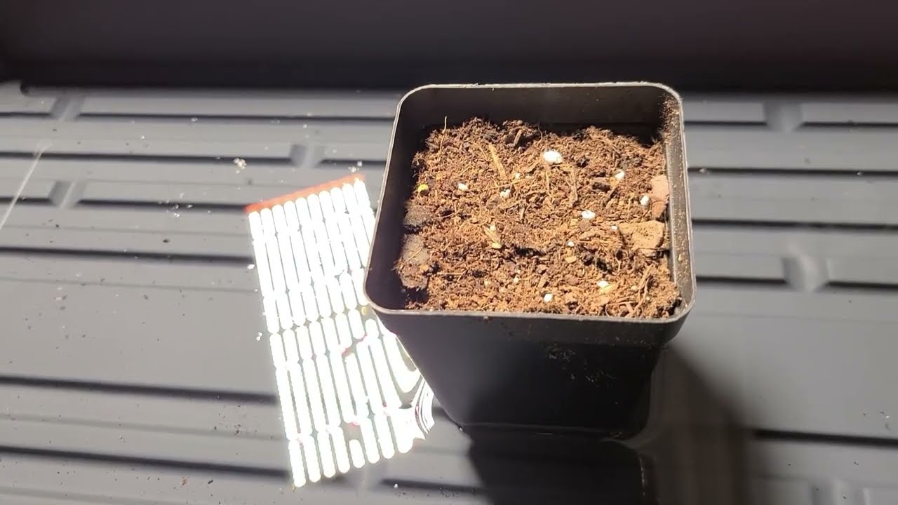Single Seed Challenge 2023 - Planting
